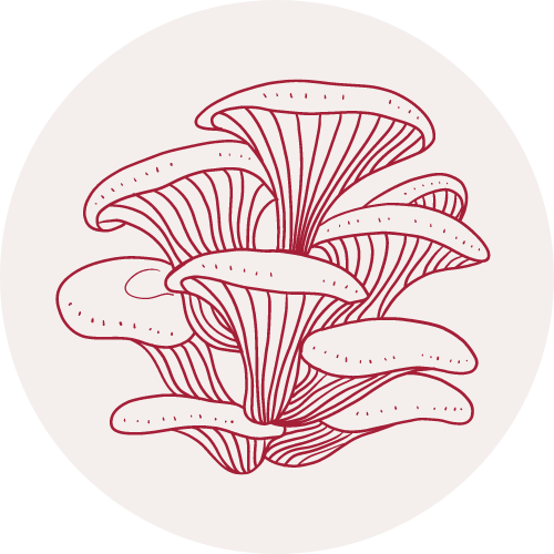 Oyster Mushroom