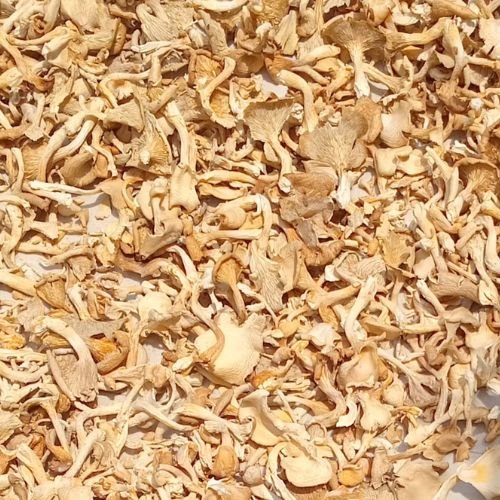 Golden Yellow Oyster Mushroom