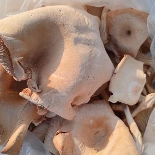 King Oyster With Big Crown, King Oyster Mushroom